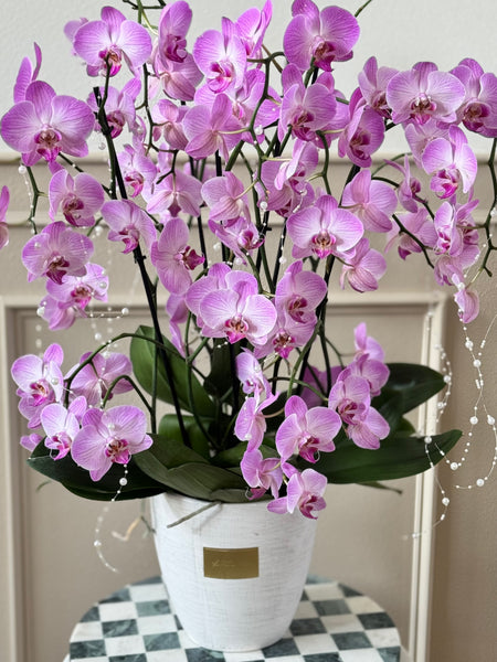 Pearls and Orchids