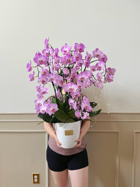 Pearls and Orchids