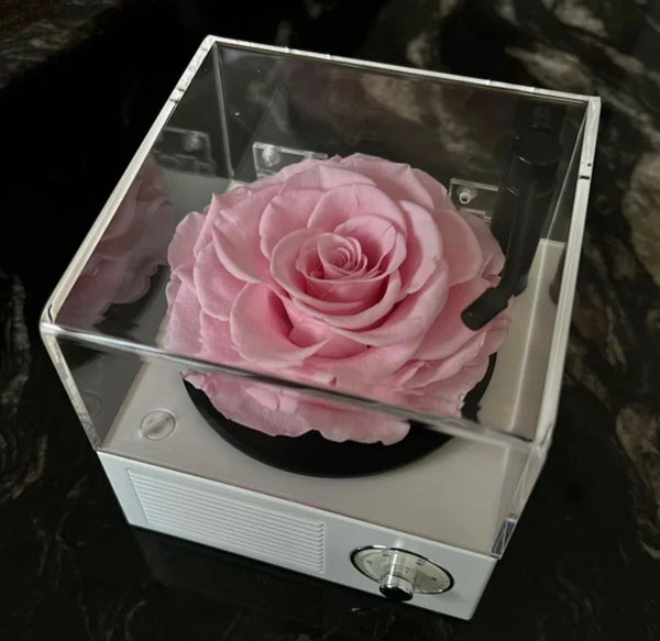 One and Only w/ Bluetooth Speaker - everlasting rose