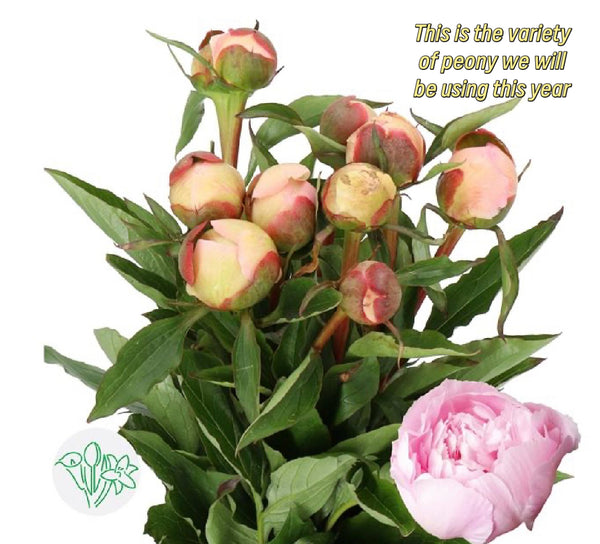 Peony love