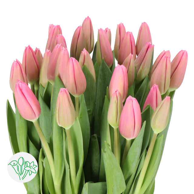 Tulips in a Vase