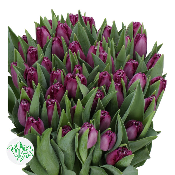 Tulips in a Vase