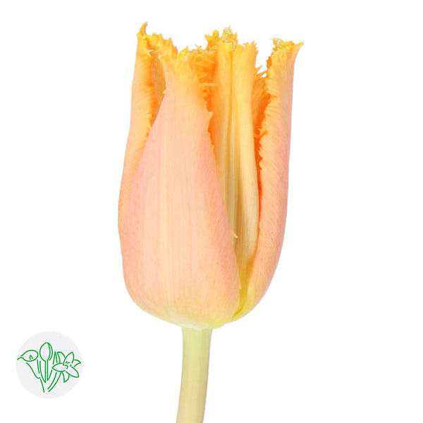 Tulips in a Vase