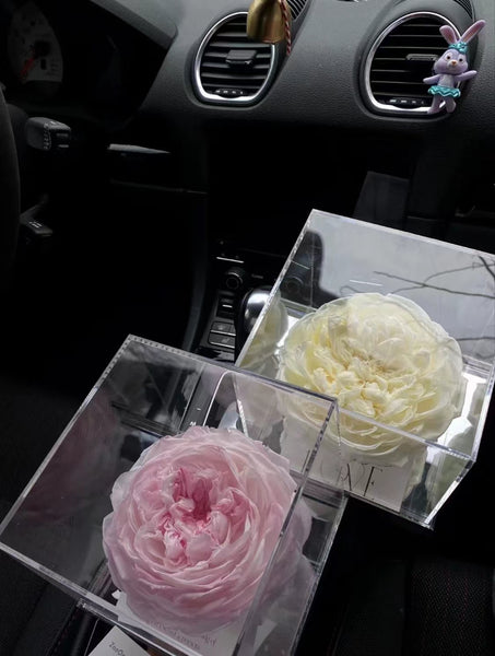 The Peony - everlasting flower